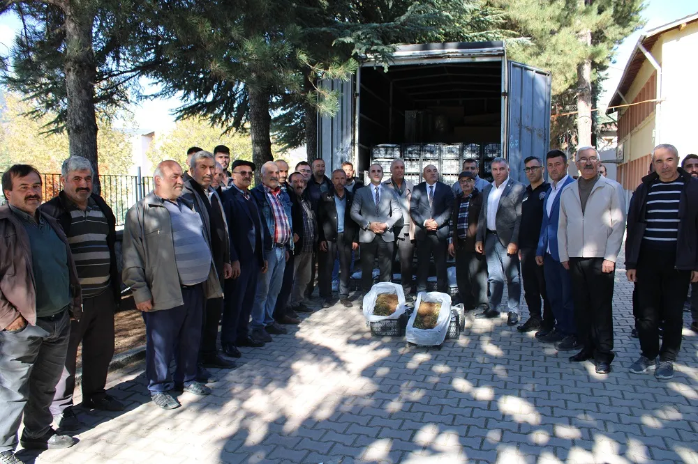 İSKİLİP’TE 84 BİN ADET ÇİLEK FİDESİ DAĞITILDI